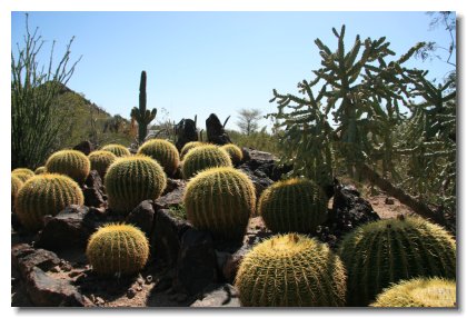 2 Desert Botanical Gardens